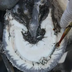 Donkey Hoof Abscess Video