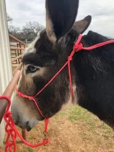 Mammoth Halter Coral Pink