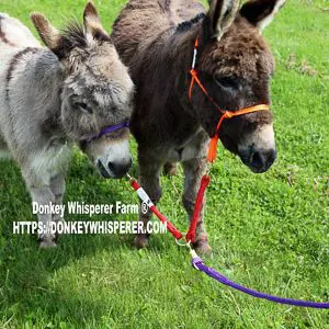 Link Line donkey tack