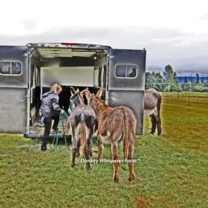 donkey training trailer loading