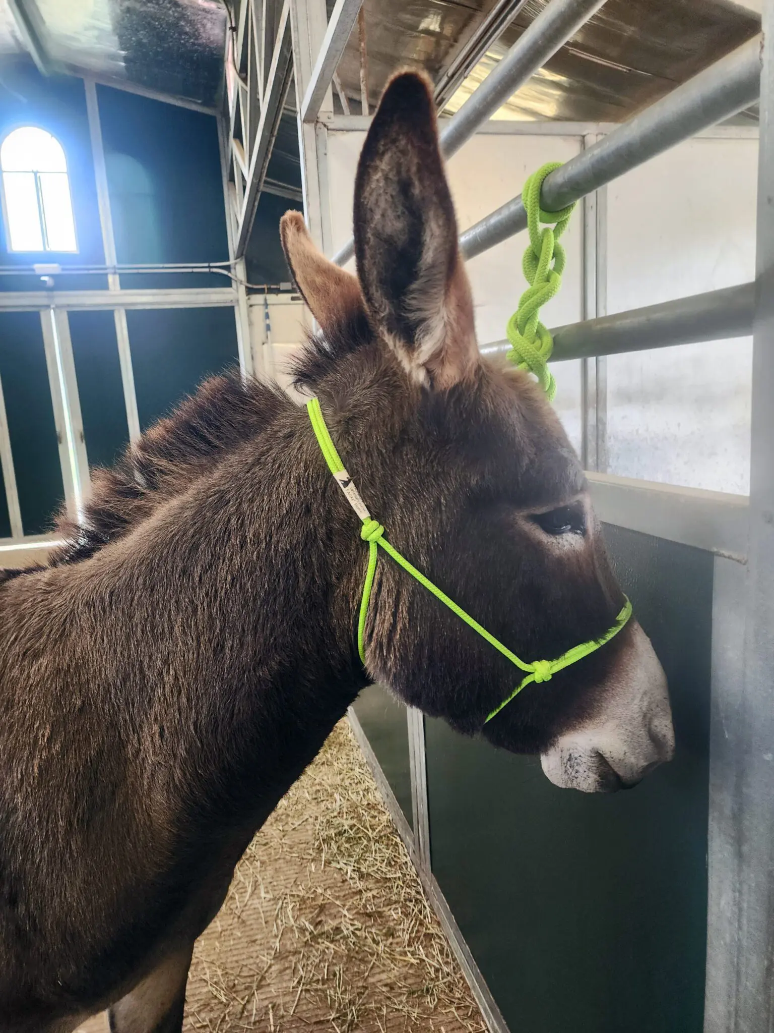 Burro halter combo neon green