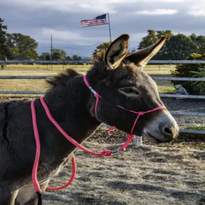 burro donkey halter lead