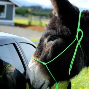 Donkey halter