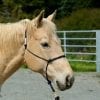 Horse Halter