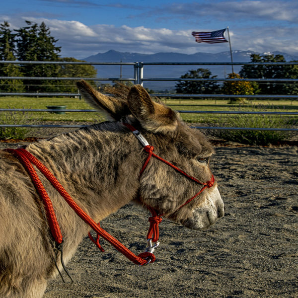 mini donkey halter lead