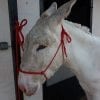 build a halter