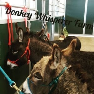 donkey halter