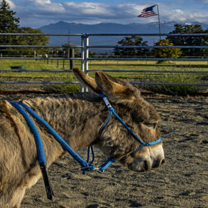 miniature donkey halter