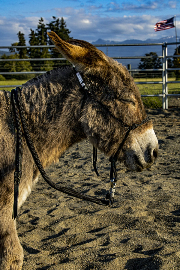 mini halter lead