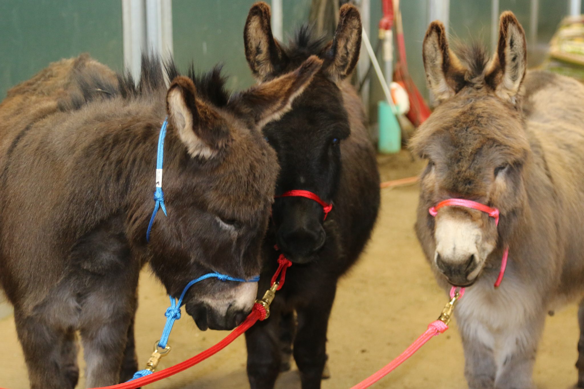 Miniature Donkey Halter Lead Line | Donkey Whisperer Farm