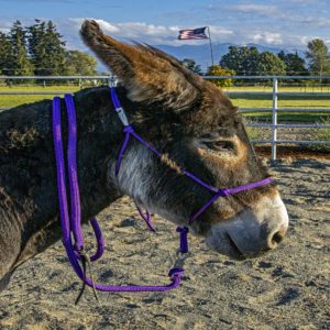 Standard halter lead
