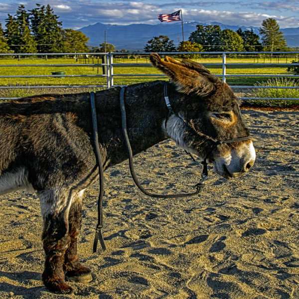 standard donkey halter