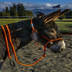 standard burro halter lead