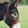 Build A Halter