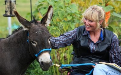 donkey 101 training