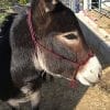 build a halter