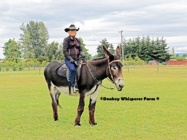 romal riding reins