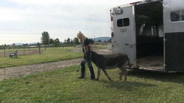donkey trailer loading training