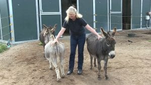 donkey whisperer farm