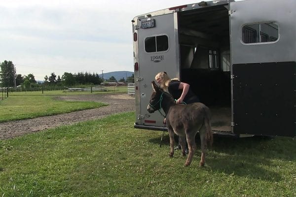 donkey trailer loading training