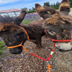 Link Line Walk two donkeys using one lead