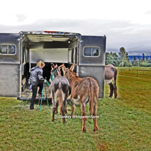 donkey training trailer loading