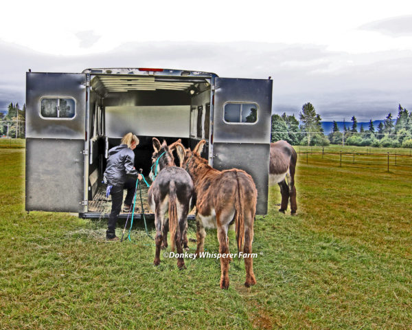 donkey training trailer loading