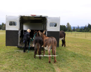 donkey trailer loading