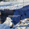 miniature donkey blanket