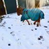 miniature donkey blanket