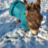 miniature donkey blanket