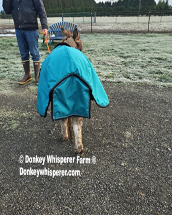 miniature donkey blanket