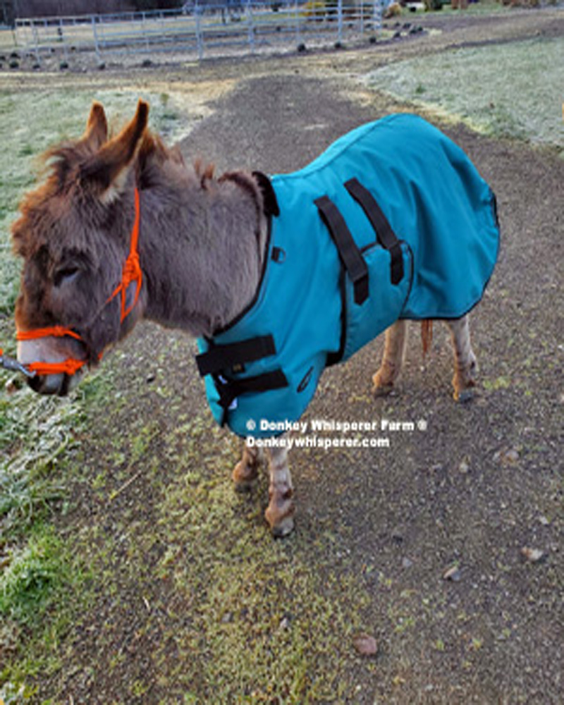 CHALLENGER 42 1200D Miniature Weanling Donkey Pony Horse Foal Winter Blanket Rainbow 51968B 