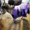 Donkey blanket