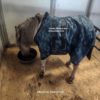 Donkey blanket