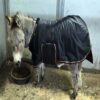 Miniature donkey blanket black