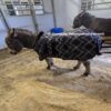 Miniature Donkey Blanket