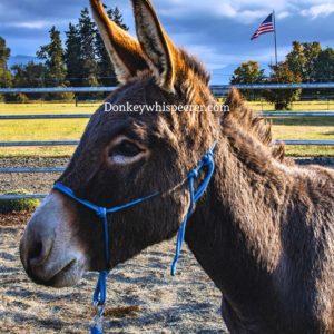 Burro halter