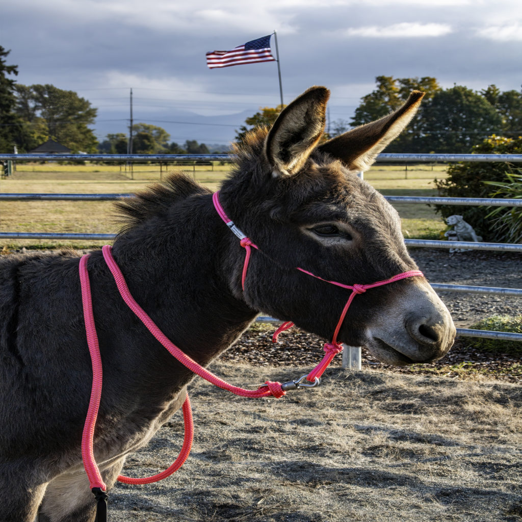 Burro Halter Combo