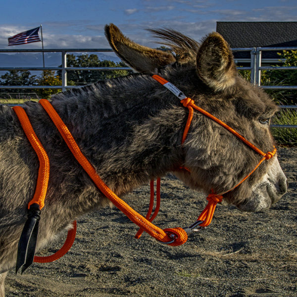 miniature donkey halter