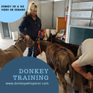 Melody Johnson Donkey 101 Training