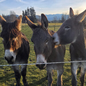 Farm Tour Donkey Whisperer Farm