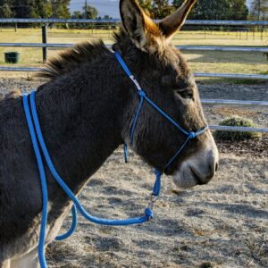 donkey halter burro