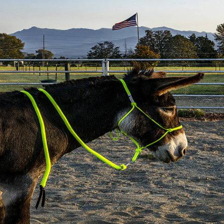 Standard donkey halter