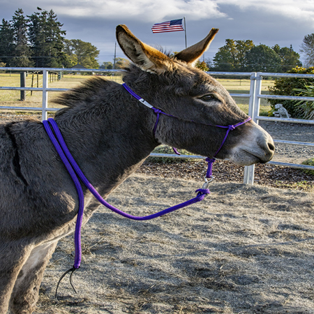 Donkey halter