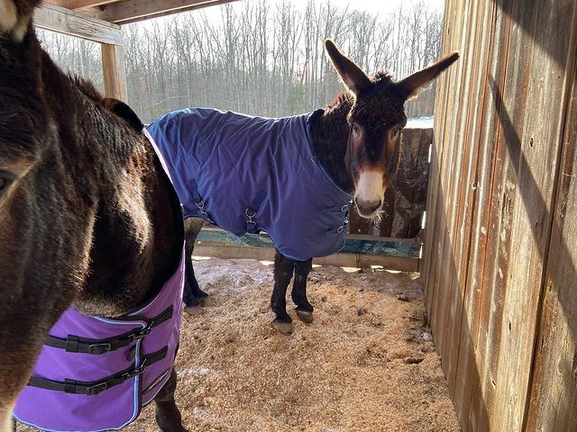 Mammoth donkey horse mule blanket