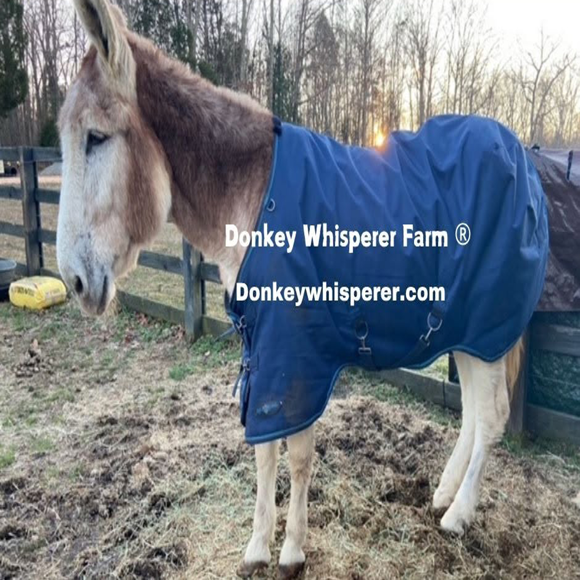 Mammoth Donkey Blanket